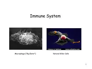 Immune System