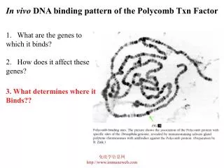 In vivo DNA binding pattern of the Polycomb Txn Factor