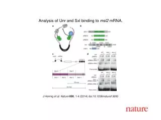 J Hennig et al. Nature 000 , 1-4 (2014) doi:10.1038/nature13693