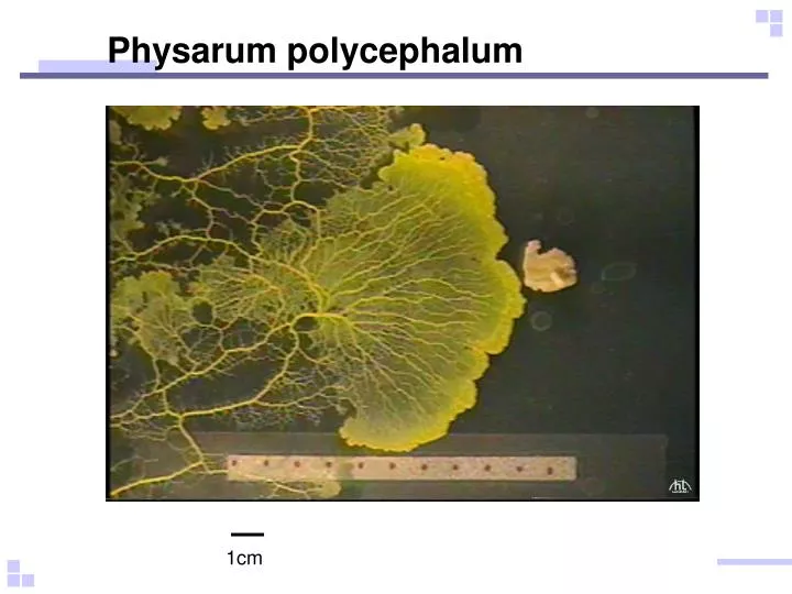 physarum polycephalum