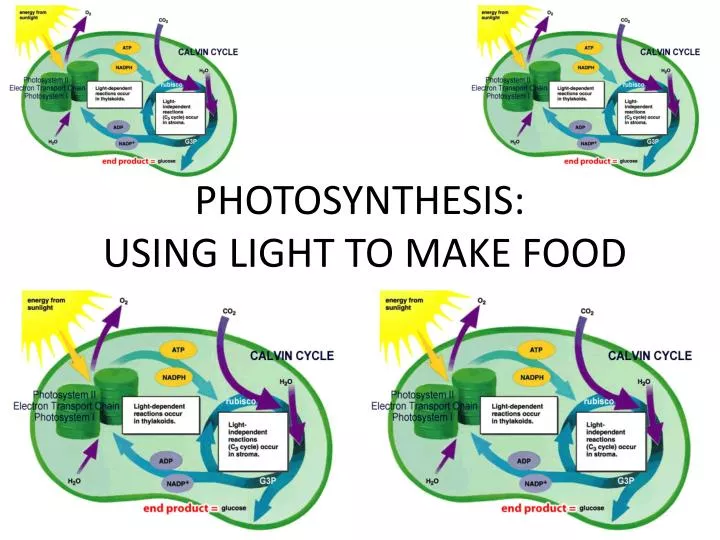 photosynthesis using light to make food