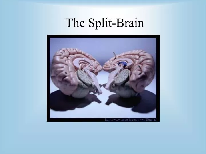 the split brain