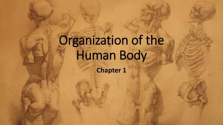 organization of the human body