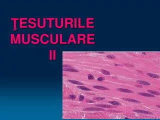 esuturile musculare ii