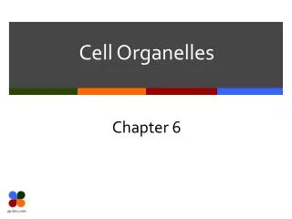 Cell Organelles