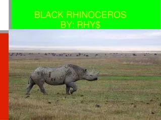 BLACK RHINOCEROS BY: RHY$
