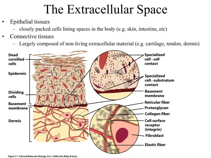 the extracellular space