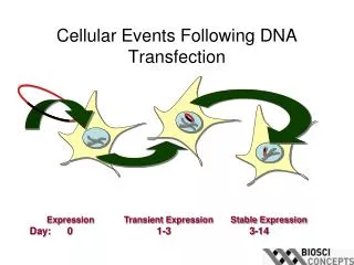 Cellular Events Following DNA Transfection