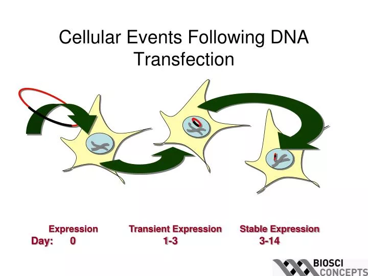 cellular events following dna transfection