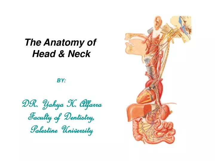 the anatomy of head neck by dr yahya h alfarra faculty of dentistry palestine university