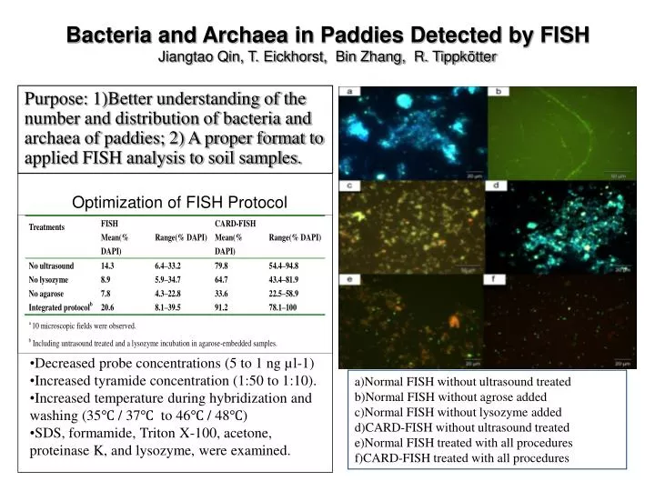 bacteria and archaea in paddies detected by fish jiangtao qin t eickhorst bin zhang r tippk tter