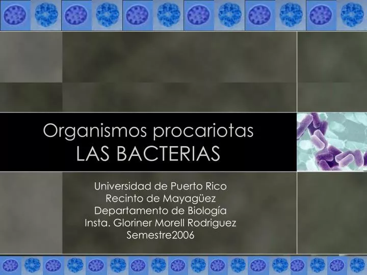 organismos procariotas las bacterias