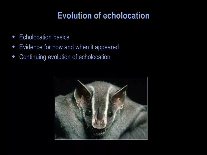 evolution of echolocation