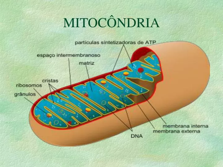 mitoc ndria