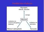 Possible fates of glucose - slide 1