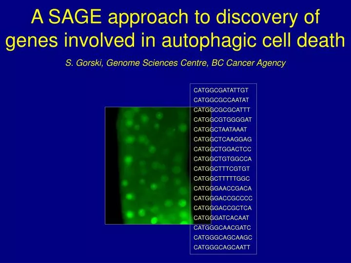 a sage approach to discovery of genes involved in autophagic cell death