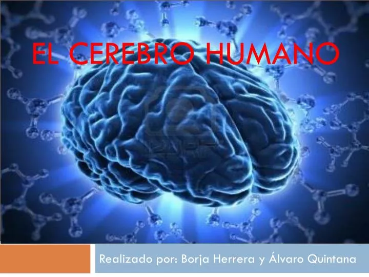 el cerebro humano
