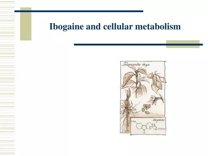 ibogaine and cellular metabolism