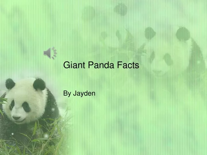 giant panda facts