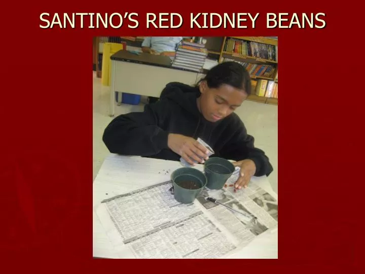 santino s red kidney beans