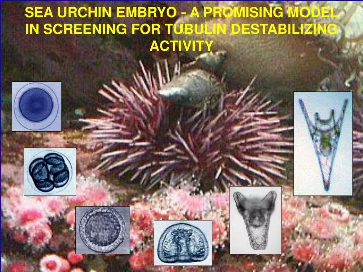 sea urchin embryo a promising model in screening for tubulin destabilizing activity