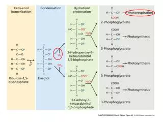 Photorespiration: