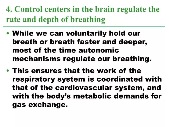 4 control centers in the brain regulate the rate and depth of breathing