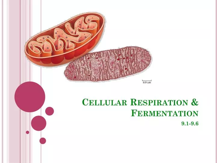 cellular respiration fermentation