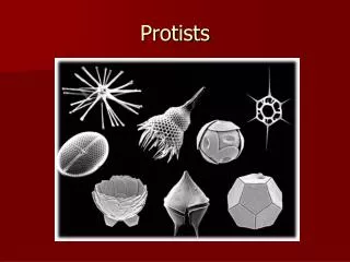 Protists