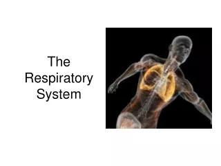 The Respiratory System