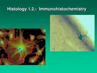 Histology 1.2.: Immunohistochemistry