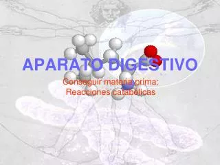 aparato digestivo