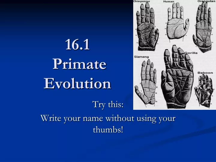 16 1 primate evolution