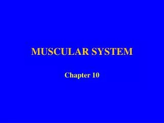 muscular system