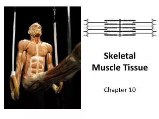 skeletal muscle tissue