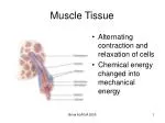 Muscle Tissue - slide 1