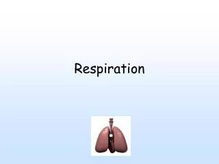 PPT - RESPIRATION PowerPoint Presentation, free download - ID:2015905