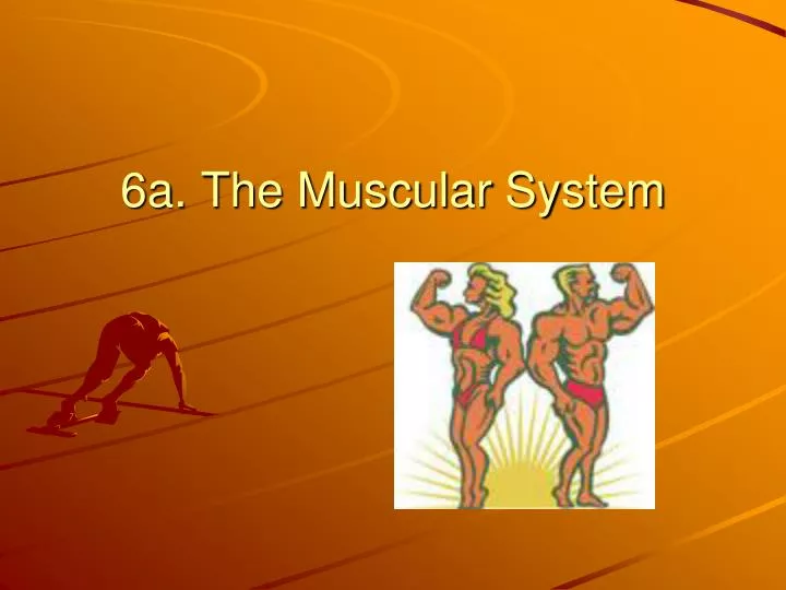 6a the muscular system