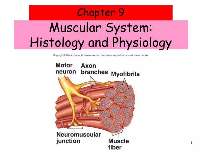 muscular system histology and physiology