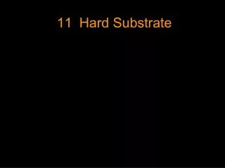 11	Hard Substrate