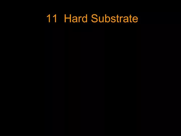 11 hard substrate