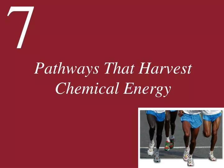 pathways that harvest chemical energy