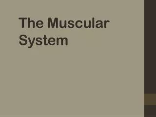 the muscular system