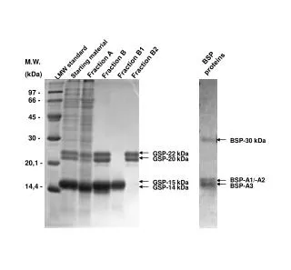 BSP-30 kDa