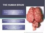 THE HUMAN BRAIN - slide 1