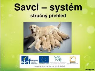 savci syst m stru n p ehled