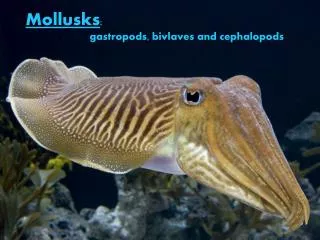 Mollusks : 		gastropods, bivlaves and cephalopods