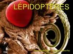 LÉPIDOPTÈRES - slide 1
