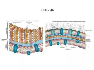 Cell walls
