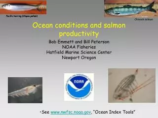 Ocean conditions and salmon productivity